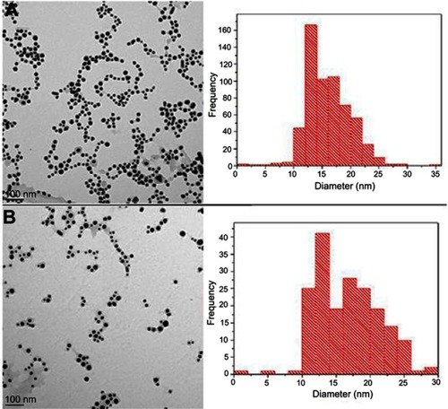 Figure 5 Transmission electron microscope images of AuNPs and size distribution: (A) 3× Res-AuNPs; (B) 3× Res-GA-AuNPs.Abbreviations: AuNPs, gold nanoparticles; Res, resveratrol; GA, gum arabic.