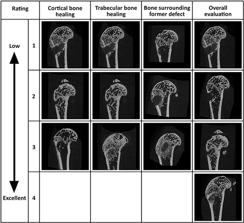 Figure 1 Semiquantitative evaluation of bone defect healing was assessed for: cortical bone healing, trabecular bone healing, bone surrounding former defect and overall evaluation. Healing was scored from 1 (poor) to 3 (excellent) except overall evaluation, which was scored from 1 (poor) to 4 (excellent).