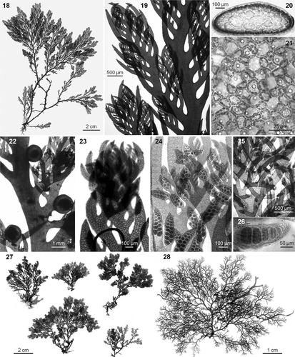 Figs 18–28. Plocamium cartilagineum. Barcoded specimens. 18. Habit of a large robust morph from the NE Atlantic (SANT 24199). 19. Ramuli alternate in series of 3 or 4 above the basal ramuli. 20. Subcylindrical cross-section in a main axis. 21. Compact cortication; in vivo, cortical cells with discoid plastids and a refractive globule. 22. Female gametophyte with cystocarps. 23. Upper portion of a branch, showing whitish appearance, profuse branching and abundant spermatangia. 24. Juvenile simple and apically bifurcated stichidia. 25. Simple and di-trichotomous old stichidia. 26. Tetrasporangia. 27. Small delicate individuals from the Mediterranean (SANT 24202). 28. Typical habit for plants occurring loose-lying on maërl beds (SANT 24200).