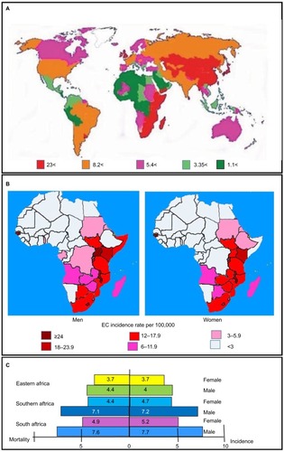 Figure 1 Incidence and mortality rates of EC.