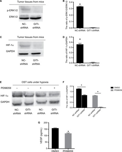 Figure 6 ERK1/2/HIF-1α pathway participated in GIT1-regulated VEGF release.Notes: (A) The activation of ERK1/2 in tumor tissues from two groups’ mice. (B) The statistical analysis of A. (C) The expression of HIF-1α in tumor tissues from two groups` mice. (D) The statistical analysis of C. (E) In order to induce HIF-1α expression, OST cells of two groups were cultured in hypoxia for 12 hours with or without PD98059 pretreated. The expression of HIF-1α under different conditions was detected by Western blotting. (F) The statistical analysis of C. (G) The ELISA results of VEGF concentration released from OST cells infected with GIT1-shRNA with or without PD98059 pretreated. The independent Student’s t-test for comparing p-EKR1/2 or HIF-1α protein level between NC-shRNA and GIT1-shRNA group was conducted, respectively (*P<0.05).
