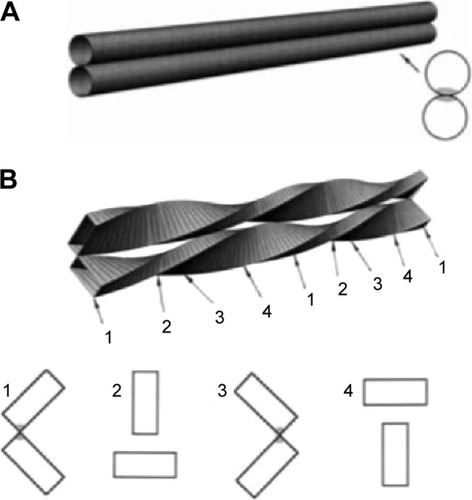 Figure 3 Cylinders versus fibrils: three-dimensional views and some cross-sections.Notes: Parallel cylinders (A) can be put in contact along all of their length, whereas fibrils (B) touch each other only occasionally (cross-sections 1 and 3). The effective interaction areas (related to some short-range interactions, eg, van der Waals) are shadowed in the cross-sections. With kind permission from Springer Science+Business Media: The European Physical Journal B Condensed Matter and Complex Systems, Fibril stability in solutions of twisted b-sheet peptides: a new kind of micellization in chiral systems, 17, Copyright © 2000, 481–497, Nyrkova IA, Semenov AN, Aggeli A, Boden N, Figure 10.Citation48