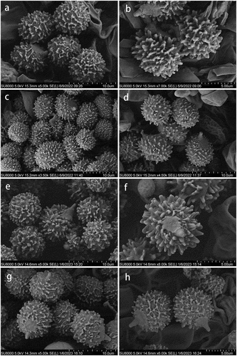 Figure 4. Basidiospores under scanning electron microscope. (a–b) Russula paragraveolens (HMAS281158, holotype). (c–d) R. pseudograveolens (HMAS287384, holotype). (e–f) R. yadongensis (HMAS287386, holotype). (g–h) R. shigatseensis (HMAS287389, holotype).