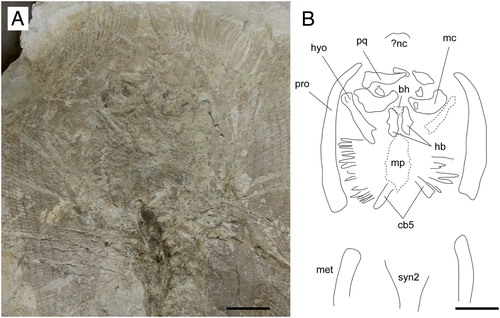 FIGURE 5. Arechia crassicaudata (Blainville, Citation1818) from the Monte Postale site of the Bolca Lagerstätte. A, MCSNV IG.VR.27607, close-up of head and pectoral girdle; B, reconstruction with pectoral radials omitted. Scale bars equal 50 mm.