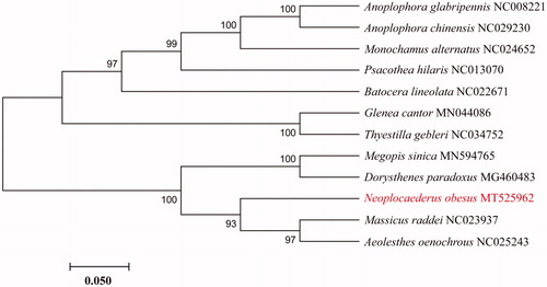 Figure 1. Neighbor-joining phylogenetic tree of Neoplocaederus obesus and other Prioninae, Cerambycinae and Lamiinae beetles. The complete mitochondrial genome was downloaded from GenBank and the phylogenic tree was constructed by Neighbor-Joining method with 1000 bootstrap replicates. MtDNA accession numbers used for tree construction are as follows: Anoplophora chinensis (NC029230), Anoplophora glabripennis (NC008221), Monochamus alternatus (NC024652), Psacothea hilaris (NC013070), Batocera lineolata (NC022671), Thyestilla gebleri (NC034752), Glenea cantor (MN044086), Dorysthenes paradoxus (MG460483), Aeolesthes oenochrous (NC025243), Massicus raddei (NC023937).