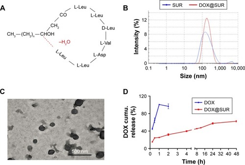 Figure 1 Characterization of DOX@SUR nanoparticles.Notes: (A) Chemical structures of SUR. (B) Hydrodynamic diameter of blank SUR nanoparticles and DOX@SUR nanoparticles by DLS. (C) TEM image of DOX@SUR nanoparticles. (D) Drug release profiles of free DOX and DOX@SUR nanoparticles in PBS buffer (pH 7.4).Abbreviations: DLS, dynamic light scattering; DOX, doxorubicin; SUR, surfactin; TEM, transmission electron microscope; DOX@SUR, DOX-loaded surfactin.