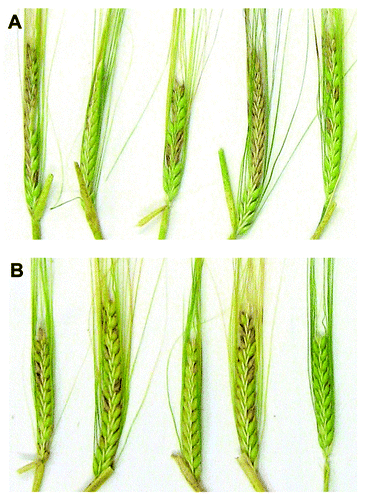 Figure 9. Infection of barley spikes with F. graminearum, (A) WT and (B) ΔFgatg8 mutant 10 d after spray inoculation.