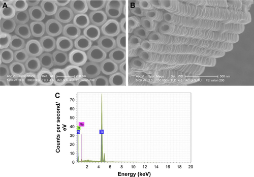 Figure S1 Scanning electron micrographs of the titanium surface after anodization. (A) NTATi surface under high magnification, scale bar 200 nm. (B) Length of the NTATi under high magnification, scale bar 500 nm. (C) Energy dispersive spectrum of NTATi samples revealed the existence of Ti, O and Na; atom% of Ti:O is about 1:2. The condition used for anodization was 60 V for 30 min in 0.09 M NH4F in ethylene glycol solution containing 10 vol% water.Abbreviations: NTATi, nanotubular anodized titanium uncoated with gentamicin; Ti, titanium uncoated with gentamicin; O, oxide; Na, sodium.