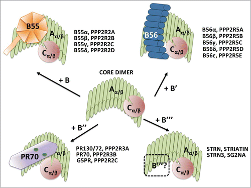 Figure 2. Trimeric PP2A holoenzyme and core dimer composition. The cartoon depicts the 4 types of trimeric holoenzymes and the core dimer. All the B regulatory subunit genes in each family are listed. The crystal structure of the core dimer and the trimeric holoenzymes containing B (B55α), B’ (B56γ) or B" (PR70) have been solved (see text for details). The bending of the scaffold changes with each B subunit, and the bending is maximum with PR70. It is thought that the particular B/C interfaces create B-family specific pockets for substrates. The structure of the B"’/PP2A holoenzymes has not ben solved (represented by a dashed B"’ subunit). B55α is a β-propeller with 7 blades and make less contacts with the catalytic subunit than B56γ. B56γ contains HEAT repeats like the scaffold. The PR70 structure is elongated and contains calcium binding sites, represented by green spheres. See text for additional details.