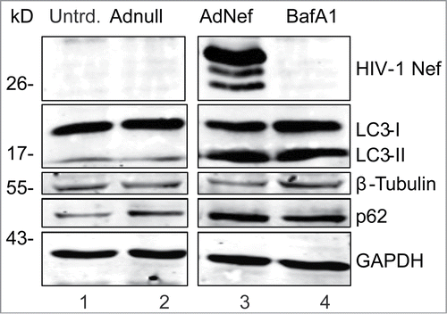 Figure 2. HIV-1 Nef mimics the BafA1 to block autophagy in primary human astrocytes. PFHA were plated in 6-well plates as described earlier and transduced with Ad-Nef or Ad-Null when the cells were confluent. In this experiment, 3 times more (3 × 106 U) Ad-Nef was used to maximize Nef expression (Lane 3) and BafA1 (10 nM) treatment in untransduced cells was shown in Lane 4. Controls are shown in lane 1, untransduced PHFA and lane 2, Ad-null transduced PHFA Lane 2. Cells were harvested after 24 hours and analyzed by SDS-PAGE/Western Blotting as described before. Immunoblotting was performed using anti-HIV-1 Nef, anti-LC3B and anti p62 antibodies along with loading controls β-tubulin and GAPDH similar to shown in Fig. 1B. These results are representative of at least 3 different independent experiments.