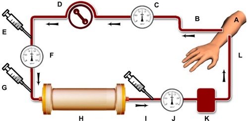 Figure 1 Schematic diagram of proposed treatment using “antiaging blood filtration column” (AABFC) for removing aging-related molecules (ARMs) from the blood stream of middle-aged and elderly people, a treatment that could reduce age-related physical declines in later life.