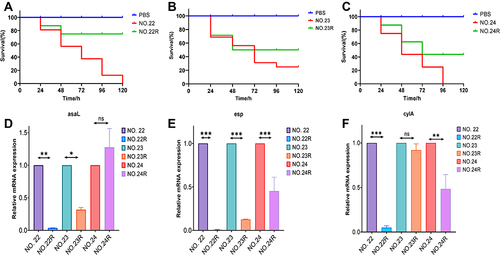 Figure 3 Virulence analysis of fosfomycin-resistant mutants (A–C). The Galleria mellonella infection model was used to explore the difference in pathogenicity between baseline isolates (NO.22, NO.23, NO.24) and fosfomycin-resistant mutants (NO.22, NO.23, NO.24). (D–F) The relative mRNA expression levels of virulence genes (D) asaL, (E) esp, (F) cylA were compared between baseline isolates and fosfomycin-resistant isolates mutants. (*P < 0.05, **P < 0.01 and ***P < 0.001).NO.22R, isolate resistant to NO.22; NO.23R, isolate resistant to NO.23; NO.24R, isolate resistant to NO.24.