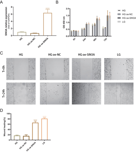 Figure 8 SIN3A overexpression reverses the inhibitory effect of high glucose on cell proliferation and migration. (A) mRNA level validation of SIN3A overexpression efficiency. NC, negative control group. (B) Optical density differences between the HG group (25 mM glucose), HG+oe-NC group, HG+oe-SIN3A group, and LG group (2.5 mM glucose) at 0 hours, 24 hours, 48 hours, and 72 hours. *P < 0.05, compared to the HG group. (C) Representative images of scratch assays for the four groups. (D) Comparison of scratch closure rates among the four groups. ****P < 0.0001, compared to the HG group. Data are presented as the means ± standard error of the mean from three independent experiments.