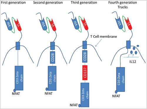 Figure 2. The main difference of four generations of CAR T. The first three generations of CAR T are classified mainly based on the number of co-stimulatory molecules in the intracellular part. CD27, CD28, CD134, CD137, OX-40 are usually the candidates for the molecules. The fourth generation CAR T has cytokine gene together with whatever the endodomain is. The cytokine gene is activated when CAR signal activates T cells. The figure was referred from refs. Citation17 and Citation19.