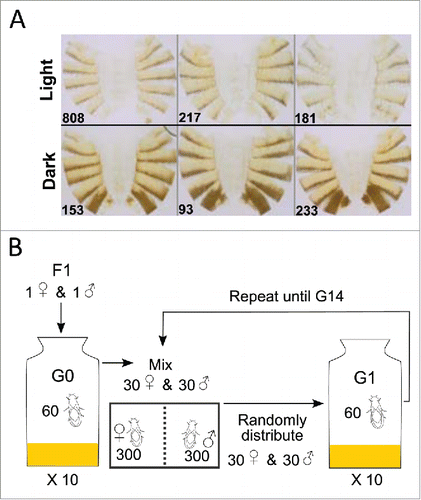 Figure 1. Construction of AIP for xQTL mapping. (A) Light and dark DGRP lines used for the diallel crosses. (B) Experimental protocol for maintaining the AIP.