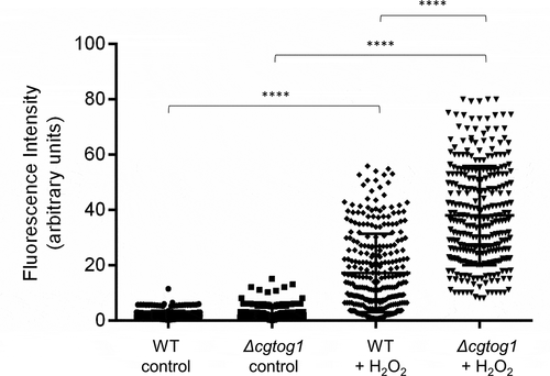 Figure 2. CgTOG1 contributes to reduce the intracellular accumulation of ROS. Comparison of intracellular ROS concentration of the KUE100 C. glabrata wild type and derived Δcgtog1 deletion mutant in control conditions or upon 1 h of H2O2 stress. The estimation of intracellular ROS is based on the fluorescence intensity values exhibited by yeast cells upon incubation with the cell-permeant 2ʹ,7ʹ-dichlorodihydrofluorescein diacetate indicator H2DCFDA. The displayed values correspond to at least three independent experiments. Error bars represent the corresponding standard deviation