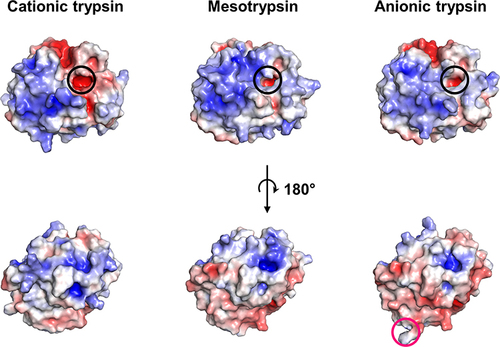 Figure 3 Surface charge comparison of the three major trypsin isoforms. Electrostatics were calculated at pH 7.4 and 150 mM NaCl concentration. The Pdb2pqr server and the adaptive poisson Boltzmann solver plugin in PyMOL were used.Citation41 The S1 binding pocket is highlighted by a black circle, while Arg122 in TRY2 is highlighted by a pink circle. Color scales are from red (−5 kbT/ec) to blue (+5 kbT/ec).