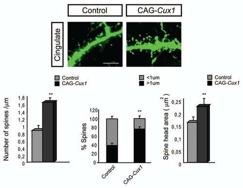 Figure 2 Dendritic spine formation in neurons of the cingulate cortex is stimulated upon Cux1 overexpression. Upper parts show representative confocal image of GFP positive spines in the cingulate cortex. These neurons had been electroporated with control or CAG-Cux1 plasmid. Scale bar represents 5 um. Lower parts show quantification of dendritic spine number, spine morphology and spine head area. Data in bar graphs depict mean ± SD. *p < 0.005, **p < 0.001, compared with control. This figure is a modification of Cubelos et al.Citation15