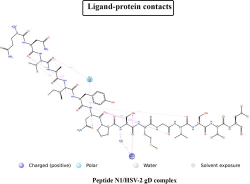Figure 5. 2D diagram of ligand‒protein interaction of the peptide N1/HSV-2 gD complex.