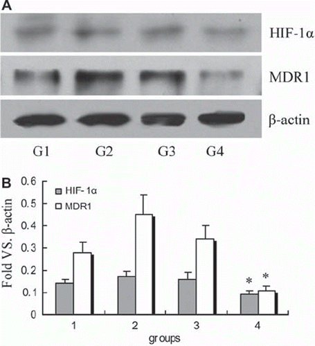 Figure 4. Western blot analysis of HIF-1α and MDR1 protein in tumor tissue: HIF-1α and MDR1 expression in different groups. Quantitative analysis of HIF-1α and MDR1 protein expression. Relative gray values versus β-actin. *P < 0.01 compared with other three groups.