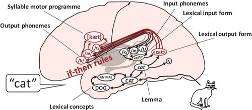 Figure 1. Illustration of the WEAVER++/ARC model: An associative network and condition-action rules mapped onto areas of the brain. The word-form encoding component of word finding is highlighted in red. N = noun