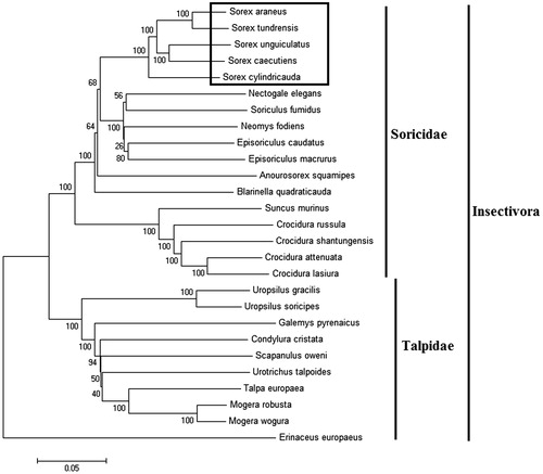 Figure 1. Phylogenetic tree generated using the Maximum Parsimony method based on complete mitochondrial genomes. Crocidura lasiura (KR007669), Crocidura shantungensis (JX968507), Crocidura attenuata (KP120863), Crocidura russula (AY769264), Episoriculus macrurus (KU246040), Episoriculus caudatus (KM503097), Neomys fodiens (KM092492), Nectogale elegans (KC503902), Anourosorex squamipes (KJ545899), Blarinella quadraticauda (KJ131179), Suncus murinus (KJ920198), Soriculus fumidus (AF348081), Sorex araneus (KT210896), Sorex cylindricauda (KF696672), Sorex unguiculatus (AB061527), Sorex tundrensis (KM067275), Sorex caecutiens (MF374796), Talpa europaea (Y19192), Urotrichus talpoides (AB099483), Uropsilus soricipes (JQ658979), Uropsilus gracilis (KM379136), Mogera wogura (AB099482), Mogera robusta (KT934322), Condylura cristata (KU144678), Galemys pyrenaicus (AY833419), Scapanulus oweni (KM506754), Erinaceus europaeus (NC002080).