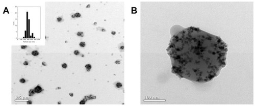 Figure 1 Transmission electron microscopic image. (A) Mag-PEI and histogram showing size distribution. (B) Mag-PEI nanoparticles with high magnetic loading.Abbreviation: Mag-PEI, magnetic poly(methyl methacrylate) core/ polyethyleneimine shell.