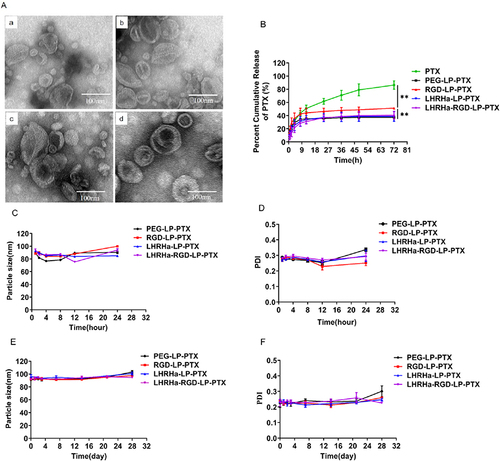 Figure 1 (A) Transmission electron micrograph (TEM) of PEG-LP-PTX(a), RGD-LP-PTX(b), LHRHa-LP-PTX(c) and LHRHa-RGD-LP-PTX(d). (B) In vitro release of PTX-loaded liposomes and PTX. Data represented the mean ± SD (n =3), **p < 0.01. (C) Observation of variations in average particle size of liposomes in 50% FBS at 37 °C. (D) Observation of variations in PDI of liposomes in 50% FBS at 37 °C. (E) Observation of variations in average particle size at 4 °C over 28 days. (F) Observation of variations in PDI of liposomes 4 °C over 28 days. Data represent the mean ± SD (n =3).