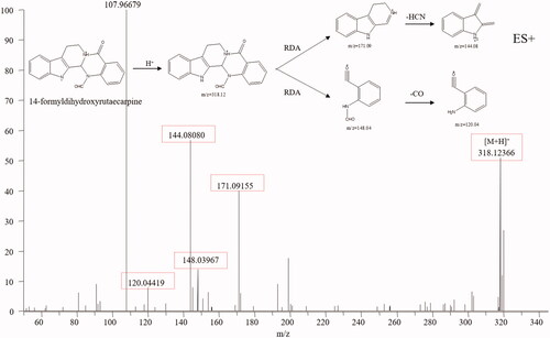 Figure 5. Typical mass spectrum and proposed fragmentation pathways of 14-formyldihydroxyrutaecarpine (B).