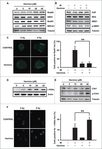 Figure 3. Harmine blocks HR by inhibiting Rad51 recruitment. (A and B) Harmine does not affect the expression levels of HR related proteins. Hep3B cells were treated with indicated concentrations of Harmine, followed by x-ray irradiation. The expression levels of HR related proteins were analyzed by Western blot. (C) Harmine disrupts the formation of Rad51 foci after DNA damage. Hep3B cells pretreated with 40 μM Harmine for 2 h were irradiated with 8 Gy X-ray. At 6 h post irradiation, Rad51 foci formation was examined by immunofluorescence. The percentage of cells containing Rad51 foci (>5 ) was displayed. **, p < 0 .01. All experiments were repeated 3 times and at least 50 nuclei were examined and quantified for each time. (D) Harmine upregulates γ-H2Ax level in Hep3B cells. Cells were treated with Harmine at various concentrations for 6 hours before whole cells lysates were extracted and analyzed by Western blot. (E) The p-Chk1 level is upregulated in Hep3B cells following Harmine treatment. The experimental procedure is as described in Figure 3D. (F) Harmine treatment leads to a persistent DNA damage signaling after x-ray irradiation. Hep3B cells were exposed to X-ray at 8 Gy, followed by treatment with 40 μM Harmine for 2 h. Then γ-H2Ax foci were immune-stained. The percentage of cells positive for γ-H2Ax foci (>10 ) was shown. **, p < 0 .01. All experiments were repeated 3 times and at least 50 nuclei were examined and quantified for each time.