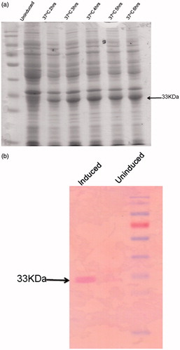 Figure 4. Induction and western blot of LdPTR1. (a) Proteins were separated on 12% SDS-PAGE before and after induction with 1 mM IPTG at different time points. The induced LdPTR1 (33 kDa) was represented in the figure. (b) Western blot analysis using anti-his antibody using the uninduced and induced crude lysate along with protein marker. The blot was developed using anti mouse ALP conjugate.