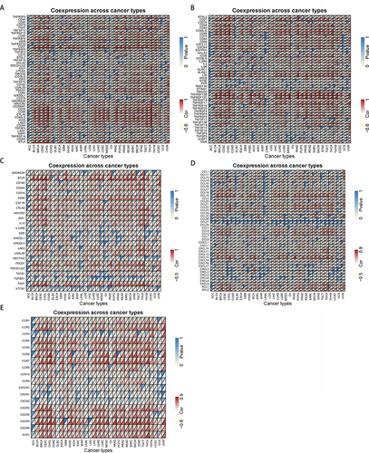 Figure 8 Coexpression analysis of CD19 and immune-related genes. Coexpression of CD19 and (A) immune-related genes, (B) immune-activating genes, (C) immunosuppressor genes, (D) chemokine genes, and (E) chemokine receptor genes. *p < 0.05, **p < 0.01, ***p < 0.001. ns, not statistically significant.