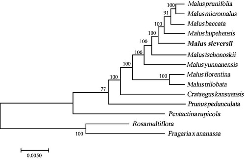 Figure 1. A phylogenetic tree based on 14 complete chloroplast genome sequences. Accession numbers: Rosa multiflora(NC039989); Malus hupehensis (MK020147); Malus prunifolia (NC031163); Malus micromalus(NC036368); Malus tschonoskii (NC035672); Malus florentina (NC035625); Malus trilobata (NC035671); Malus yunnanensis (NC039624); Malus baccata (KX499859); Prunus pedunculata (MG869261); Fragaria_x_ananassa_cultivar_Benihoppe (KY358226); Pentactina rupicola (NC016921); Crataegus kansuensis (NC039374); Malus sieversii (MH890570).