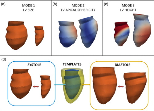 Figure 2. Shape modes derived from statistical shape modelling describe left ventricular (LV) size (a), apical sphericity (b) and height (c). The templates (d) show the mean configuration in the whole population at end-systole and end-diastole, recapitulating the variability in the population, as shown in the extreme systolic (blue) and diastolic (yellow) configurations.