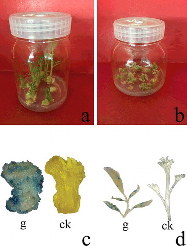 Figure 1. AMT of drumstick. Explant regeneration in the absence of Hyg (a); explant regeneration in medium containing 25 mg/L Hyg (b); GUS staining of AMT explants after co-incubation (c); GUS staining of AMT-regenerated shoots (d).