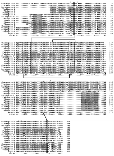 Figure 1. Multiple alignment of amino acid sequences (confirmed or predicted mature form) of several plasmodial cysteine hemoglobinases and some closely-related isoforms. Numbers of amino acids are marked at the right side of each of the alignments. Hyphens (-) represent gaps introduced to maximize alignment and asterisks (*) indicate conserved active-site residues. Clear boxes indicate the position of conserved cysteine residues implicated in disulfide bonds (based on the Falcipain-2 structure).Citation7 Shaded boxes indicate the position of a short α-helix (α1) within the N-terminal extension playing a critical role in folding of the mature protein and the C-terminal motif involved in hemoglobin binding. Amino acid sequences of chabaupain-1 (AAP43629); vinckepain-1 (AAL48319); berghepain-1 (XP_677643); yoelipain-1 (XP_729023); vivapain-1 (XP_001615807); falcipain-1 (AAA29578); falcipain-2 (AF282975); falcipain-2´ (AAX77225); falcipain-3 (AAN35746); vivapain-2 (XP_001615274); vivapain-3 (XP_001615273); vivapain-4 (XP_001615272); chabaupain-2 (AAP43630); vinckepain-2 (AAL48319); berghepain-2 (AAL48318); yoelipain-2 (XP_726900) were obtained from GeneBank database (www.ncbi.nlm.nih.gov/genbank/). Papain sequence (AAB02650) was included for comparison.