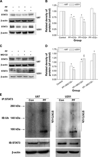 Figure 6 PF enhances the proteasome-mediated degradation/ubiquitination of STAT3 in glioma cells.