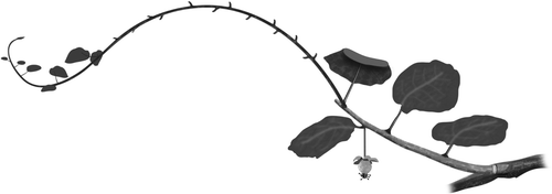 Fig. 1  A schematic diagram of the experimental unit for treatment 4L1FR showing the girdles at the base of the shoot. Initially the shoot has been pruned to length so that seven leaves and two fruits remained, and girdled to phloem isolate the experimental unit. About 20 days later, this was reduced to four leaves and one fruit. The initial pruning stimulated development of a vegetative regrowth and this was retained. Leaves were continually removed from the regrowth before they were fully expanded. In this way the regrowth acted as a net sink.