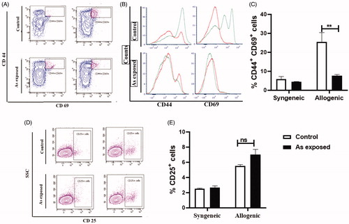 Figure 6. T-cell activation in one-way MLR. CD4+ T-cells from normal or As-exposed offspring were used as responder cells and naive C57BL/6 PEMϕ served as stimulator cells (MLR-II). Protocols followed those outlined in Figures 3 and 4, using cells collected from mice at 28 days-of-age. Here, after 24 h of co-incubation, cells were analyzed for CD44 and CD69 expression; after 72 h, CD25 expression was assessed. (A) CD44+ and CD69+ expression in syngeneic and allogenic reactions (contour plot). (B) Representative histograms of stimulated CD44+ and CD69+ expression. Red = syngeneic reaction, green = allogenic stimulation. (C) Percentage CD44+CD69+ T-cells in syngeneic and allogenic co-culture. (D) CD25+ expression in syngeneic and allogenic reactions (contour plot). (E) Percentage CD25+ T-cells in syngeneic and allogenic reactions. Values shown are mean ± SE (n = 3). Value significantly different from control at *p < 0.05, **p < 0.01, ***p < 0.001. All experiments were performed three times using pooled cells from each group (n = 5/group).