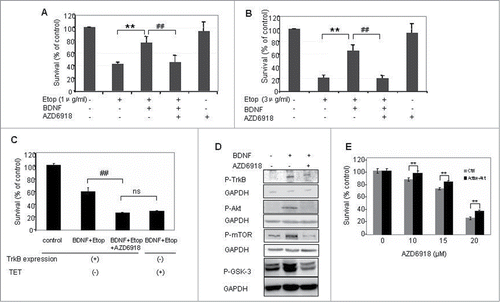 Figure 2. Effect of AZD6918 on BDNF/TrkB-mediated rescues of cell death in vitro. TB3 cells were pretreated with AZD6918(2.5 μM) for 2 hours followed by BDNF (100 ng/ml) treatment for 1 hour, and then treated with etoposide (A:1 μg/ml; B and C: 3 μg/ml) for 24 hours. To inhibit the expression of TrkB, TB3 cells were cultured in media with tetracycline (TET, 1 μg/ml) for at 3 d before experiment. MTS assay was used to assess cell survival. ** P < 0.01, etopside-treated cells via BDNF + Etoposide treated cells; ## P < 0.01, BDNF + Etoposide treated cells via BDNF + Etoposide + AZD6918 treated cells. ns: no statistical difference. (D) TB3 cells were pretreated with AZD6918 (2.5 μM) for 2 hours followed by BDNF(100 ng/ml) treatment for 1 hour, and then harvested for the evaluation of P-TrkB, P-Akt, P-mTOR, P-GSK-3 and GAPDH by Western Blotting. E: TB3 cells were transfected with activated Akt or empty vector plasmids by lipofectamine 2000 and treated with AZD6918 at 24 h after transfection. MTS assay was used to assess cell survival. ** P < 0.01, activated Akt-transfected cells via empty vector transfected cells.