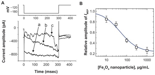 Figure 1 The effect of Fe3O4 NPs on IMEP in GH3 pituitary tumor cells. In these experiments, cells were bathed in Ca2+-free Tyrode’s solution containing 10 mM CsCl. The cell was held at −80 mV and hyperpolarizing pulses to −200 mV with a duration of 300 msec at a rate of 0.1 Hz were applied. (A) Superimposed current traces obtained in (a) the absence of Fe3O4 NPs and (b) the presence of 30 μg/mL Fe3O4 NPs and (c) 100 μg/mL Fe3O4 NPs. The upper part indicates the voltage protocol used. (B) The concentration–response curve for Fe3O4 NP-induced inhibition of IMEP in these cells (mean ± standard error of the mean; n = 5–12 for each point). Current amplitudes obtained at the different concentrations (10 μg/mL–1 mg/mL) of Fe3O4 NPs were measured at the end of hyperpolarizing pulses (ie, −200 mV). The smooth blue line represents the best fit to the Hill equation as described under Materials and methods.Note: The IC50 value, maximally inhibited percentage of IMEP, and Hill coefficient for NP-induced inhibition of IMEP were calculated to be 45 μg/mL, 23%, and 1.1, respectively.Abbreviation: Fe3O4 NPs, magnetite nanoparticles.