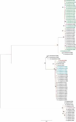 Figure 6. Maximum-likelihood tree computed with the GTR+I+G model of sequence evolution, representing phylogenetic relationships among the sequences of mitochondrial cytochrome c oxidase subunit I (COI) of Diaphanosoma species found in our study: D. brachyurum (H1 – H20, marked with green color); D. mongolianum (H21 – H25, marked with blue color); D. lacustris (H26 marked with red color); D. orghidani (H27 marked with a purple color) and downloaded (H28 – H77) from GenBank. Detailed information in Supplementary Information – Table S1. Numbers listed at nodes represent percent support for that node from 1,000 bootstrap replicates.