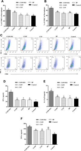 Figure 5 The activation effects of different nanoparticles to macrophages. Nanoparticles were incubated with mouse peritoneal macrophages for 48h and the surface molecule expressions of (A) CD80, (B) CD86 in macrophages were analyzed by flow cytometry. (C) Representative flow cytometry plots of CD80 and CD86 surface molecule expression. Cytokine release (D) IFN-γ, (E) IL-12P70, and (F) TNF-α were measured by ELISA kits. Results were expressed as means ± SEM (n = 3). a–c Bars in the figure without the same superscripts differed significantly (P < 0.05).