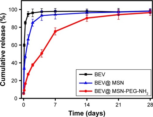 Figure 2 In vitro release of BEV from MSN-encapsulated bevacizumab nanoparticles.Notes: BEV-MSN or BEV@ MSN-PEG-NH2 (containing 1 mg bevacizumab) was filled into the dialysis bag and distributed in PBS. At the specific time intervals (3 and 9 hours and 1, 2, 4, 7, 14, 21, and 28 days), about 0.5 mL leaching liquor was collected to detect BEV concentration. BEV release curve (in terms of cumulative amount of bevacizumab) was plotted against time.Abbreviations: BEV, bevacizumab; BEV@ MSN-PEG-NH2, MSN-encapsulated bevacizumab nanoparticles; MSN, mesoporous silica nanoparticle.