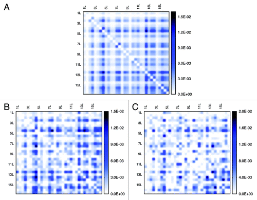 Figure 8. Patterns of chromosomal arm interaction identified from the experiment and models. Patterns (A) are extracted from the experiment, (B) from the “Gene Proximity Model” and (C) from the “Null Model”. (B) and (C) respectively represent one possible arm interaction patterns for two different models.