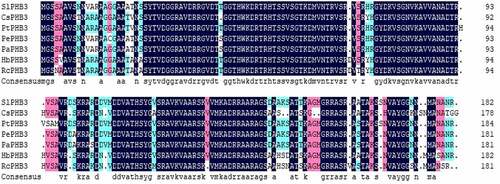 Figure 1. Alignment of the slPHB3 amino acid sequence with PHB3 proteins from other plant species. The amino acid sequence is similar to that of CsPHB3 Protein (XP_006469979.1), PtPHB3 Protein (XP_002323792.1), PePHB3 Protein (XP_011045196.1), PaPHB3 protein (TKR74705.1), HbPHB3 Protein (XP_021677719.1), RcPHB3 protein(XP_002509571.1).