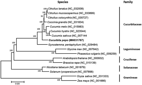 Figure 1. Phylogenetic tree showing relationship between C. pepo and other 16 species belonging to different families. Phylogenetic tree was constructed based on the complete chloroplast genomes using maximum likelihood (ML) with 1000 bootstrap replicates. Numbers in each the node indicated the bootstrap support values.