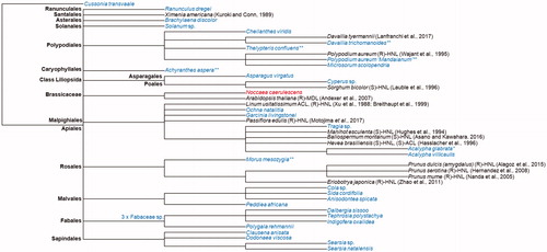 Figure 2. Taxonomic common tree dendrogram of the plants identified in this study to have the ability to degrade racemic mandelonitrile (grey) and plants that have an HNL sequenceAQ11 available on the UniProt database and/or have HNLs characterised in literature (black). The UniProt sequence for a possible HNL in Noccaea caerulescens bares homology to HNLs, however, there is no literature indicating cyanogenic ability of the plant. * as a superscript indicates that the plant is naturally cyanogenic; ** as a superscript indicates that the proteins extracted with the P-PER Kit from the naturally cyanogenic plants retained MDL activity in the presence of racemic mandelonitrile. Branch nodes representing the order are labelled in black and bolded.