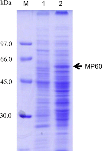 Fig. 6. SDS-PAGE analysis of Rhizobium sp. R8 membrane proteins.Notes: M; Molecular weight marker, 1; planktonic R8 cells, 2; biofilm-associated R8 cells.