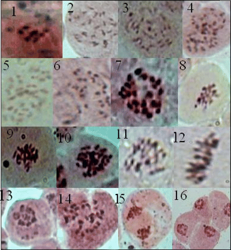 Figures 1–16 (Colour online) Cytological observations in Oroxylum indicum L. Vent. (1) Chromocenter 7, the base chromosome number of family Bignoniaceae. (2–6) Different numbers and orientations of chromocenters. (7–12) Chromosomes in different stages of mitosis. (13) Seven bivalents showing a specific type of orientation during meiosis. (14–16) Chromosomes in different stages of meiosis.